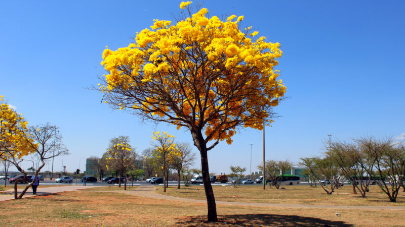 Ipês em Brasília.