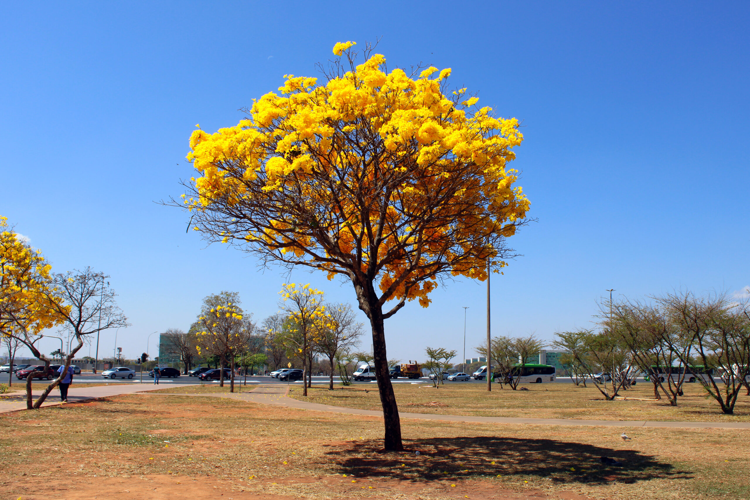 Ipês em Brasília.