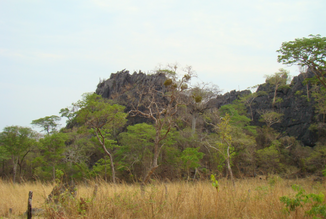 Como as plantas herbáceas se adaptam às variações sazonais do cerrado?
