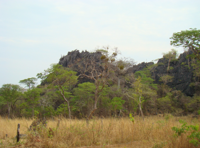 Como as plantas herbáceas se adaptam às variações sazonais do cerrado?