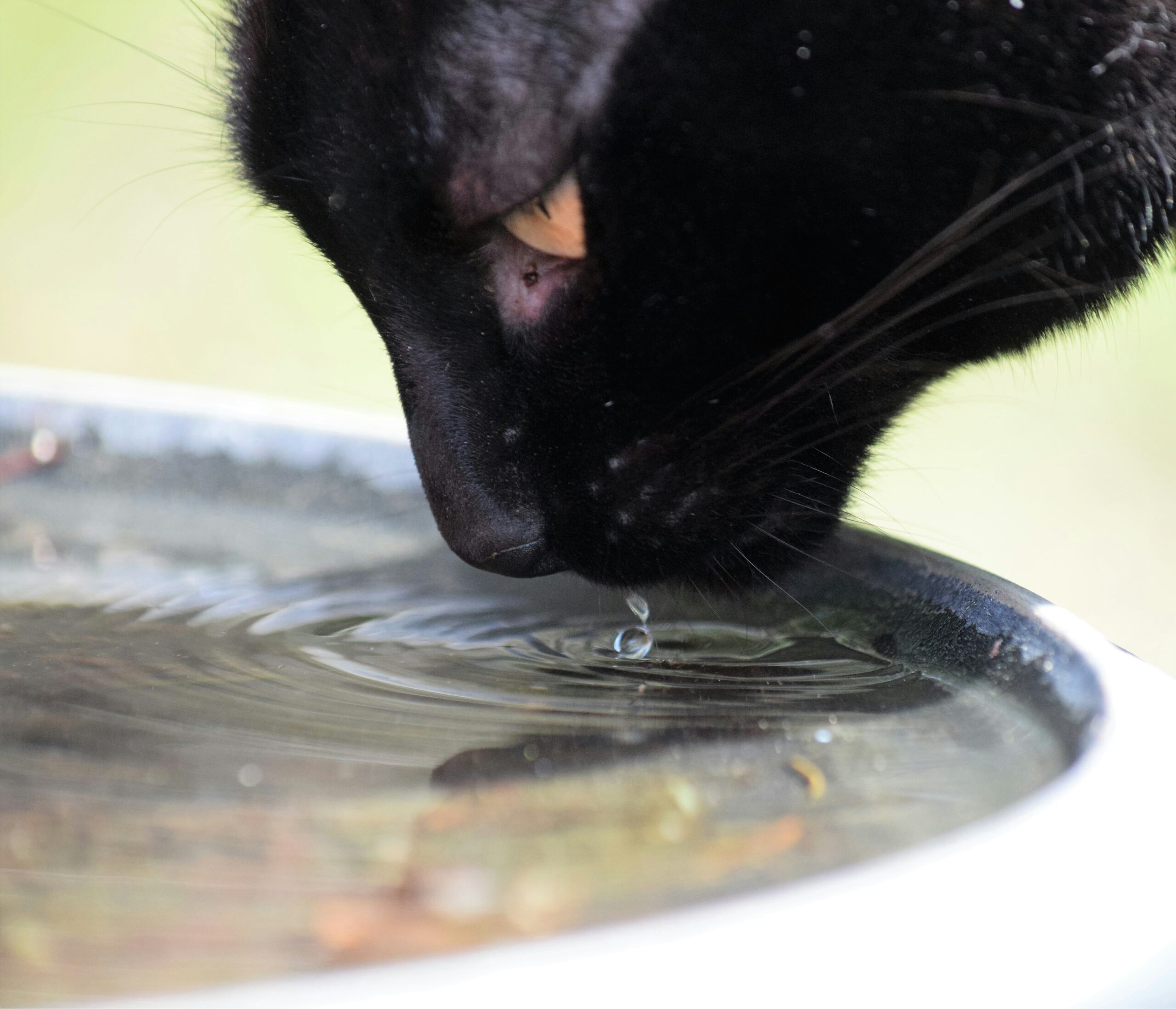 Cuidados com pets durante a transição para o tempo seco em Brasília