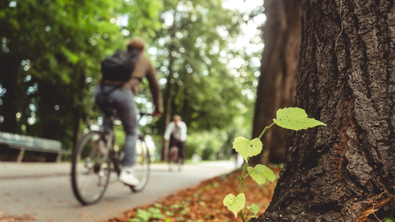 Trilhas Urbanas no DF: Natureza Dentro da Cidade