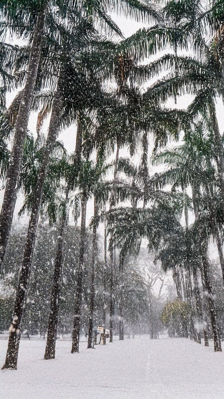 Já nevou em Brasília?