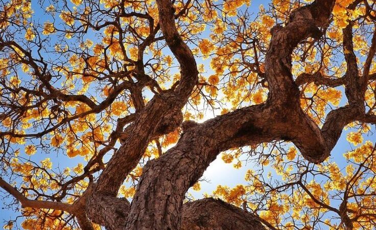 Como é a Fauna e a Flora em Brasília?