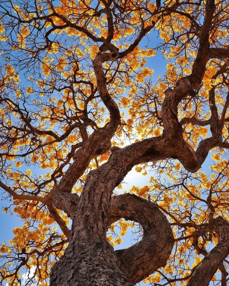 Como é a Fauna e a Flora em Brasília?