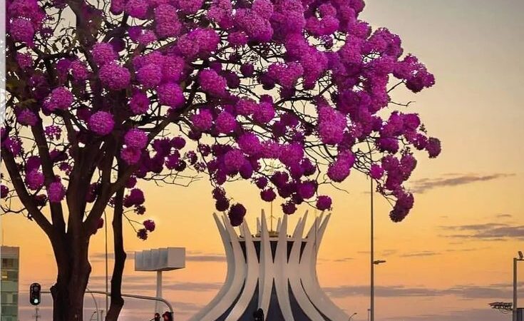 A Capital dos Ipês
