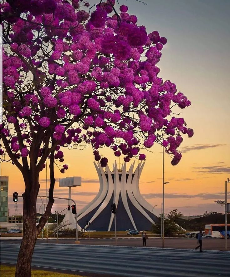 A Capital dos Ipês