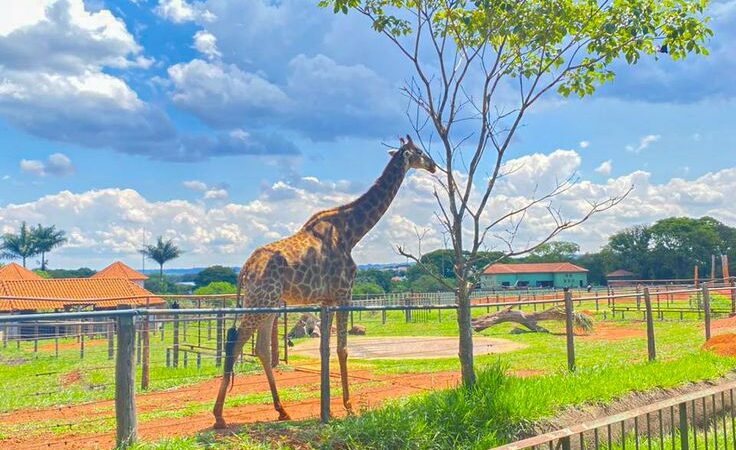 História do Zoológico de Brasília