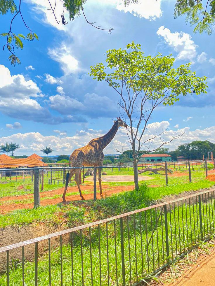 História do Zoológico de Brasília