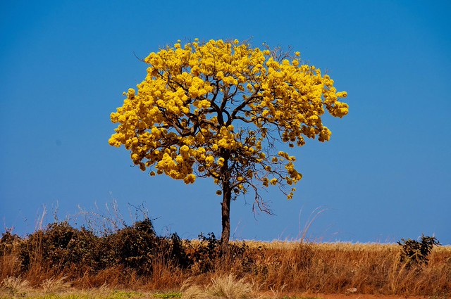 Como o Cerrado influencia a identidade de Brasília