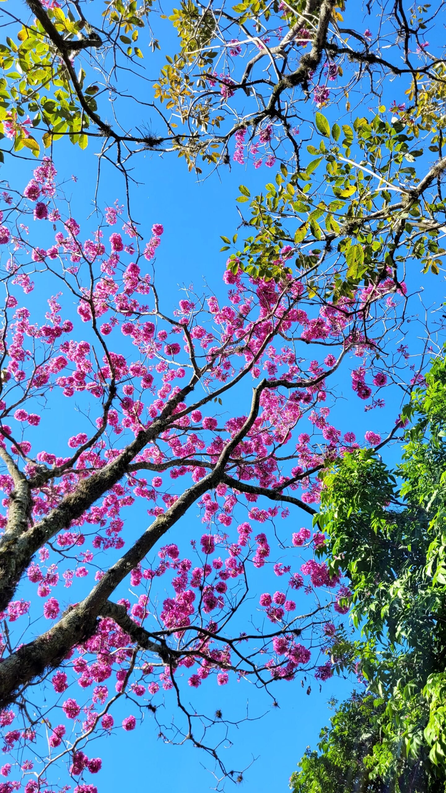 Como o Cerrado influencia a qualidade de vida no Distrito Federal