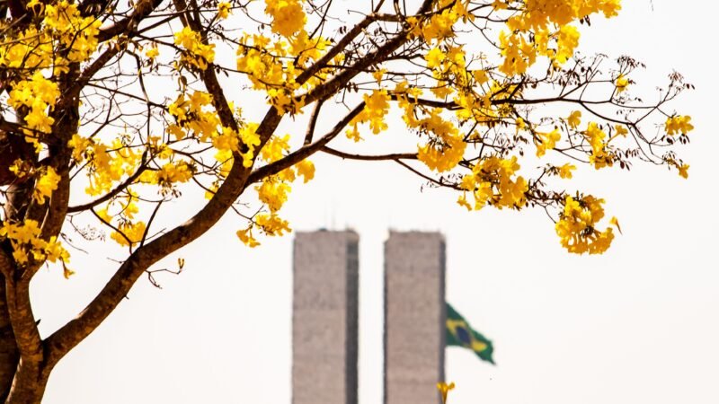 Por que Brasília é considerada uma das cidades mais arborizadas do Brasil?
