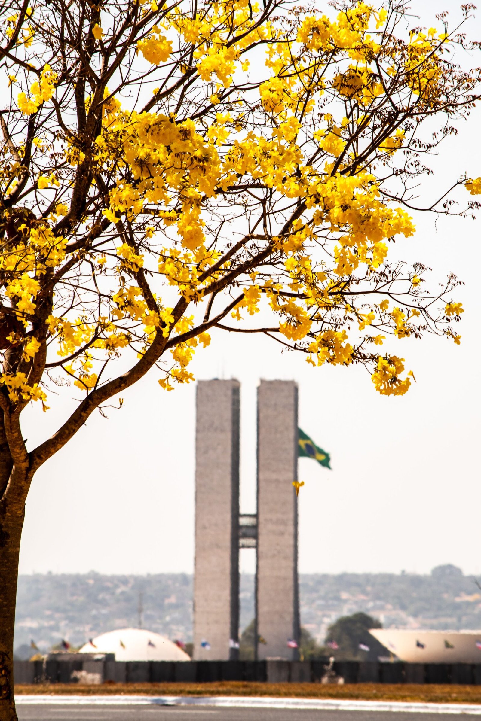 Por que Brasília é considerada uma das cidades mais arborizadas do Brasil?