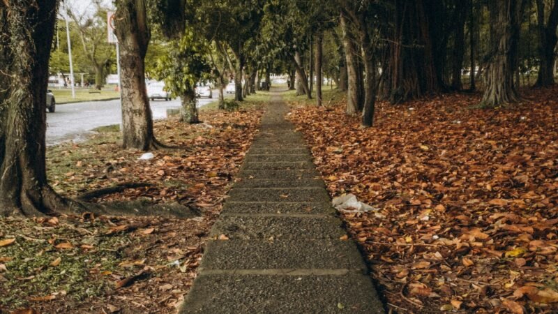 Arborização urbana: um patrimônio que melhora a vida da população