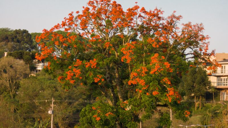 Brasília também é uma cidade para quem gosta de caminhar