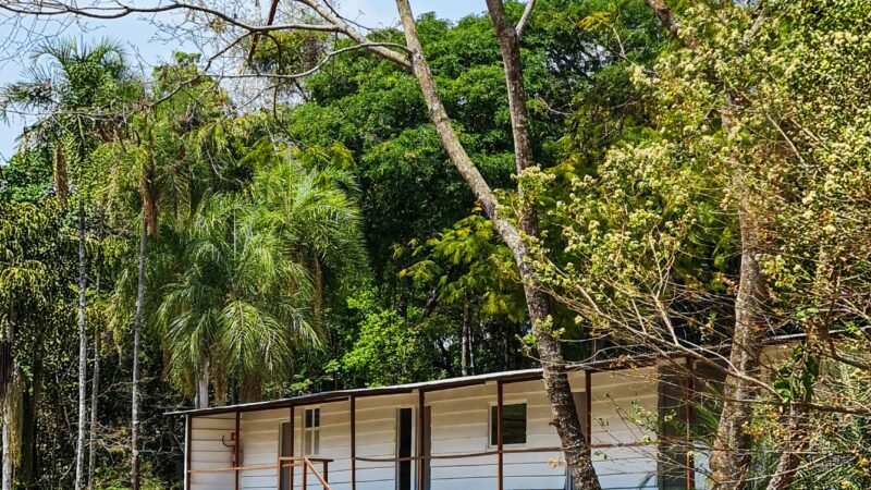 O Cerrado dentro da cidade: por que preservar a vegetação urbana é tão importante?
