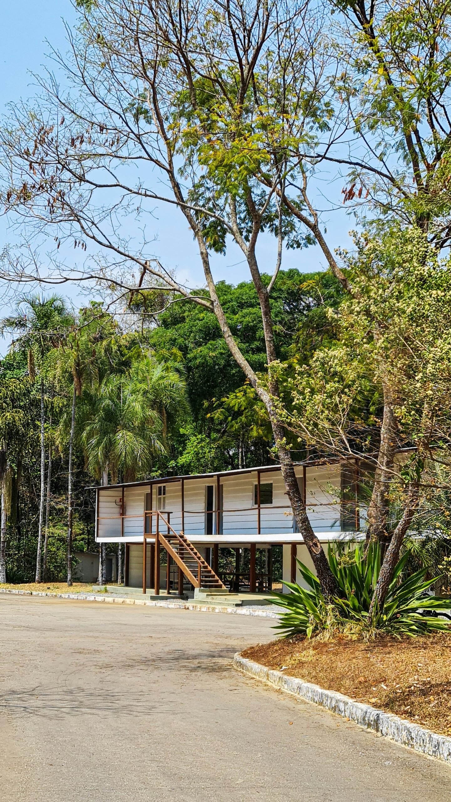 O Cerrado dentro da cidade: por que preservar a vegetação urbana é tão importante?