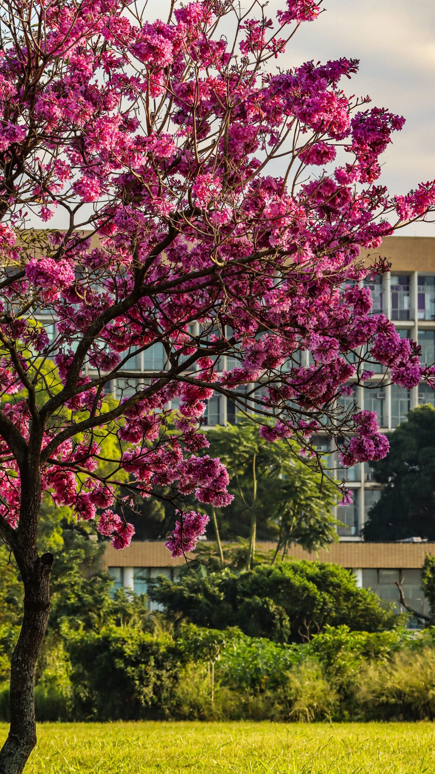 A importância das árvores para o clima e a qualidade de vida no Distrito Federal